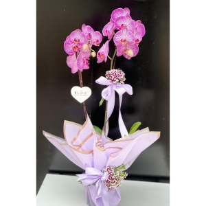 Burdur Çiçek Siparişi - KIRÇIL PEMBE ORKİDE