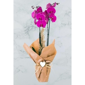 Burdur Çiçekçi - 25 KIRMIZI GÜL